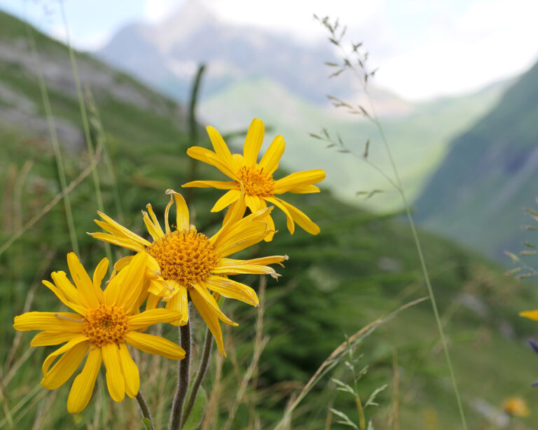 Das Bergwohl-Verleih ist ein typischer Bergbewohner mit dem wissenschaftlichen Namen Arnica montana.