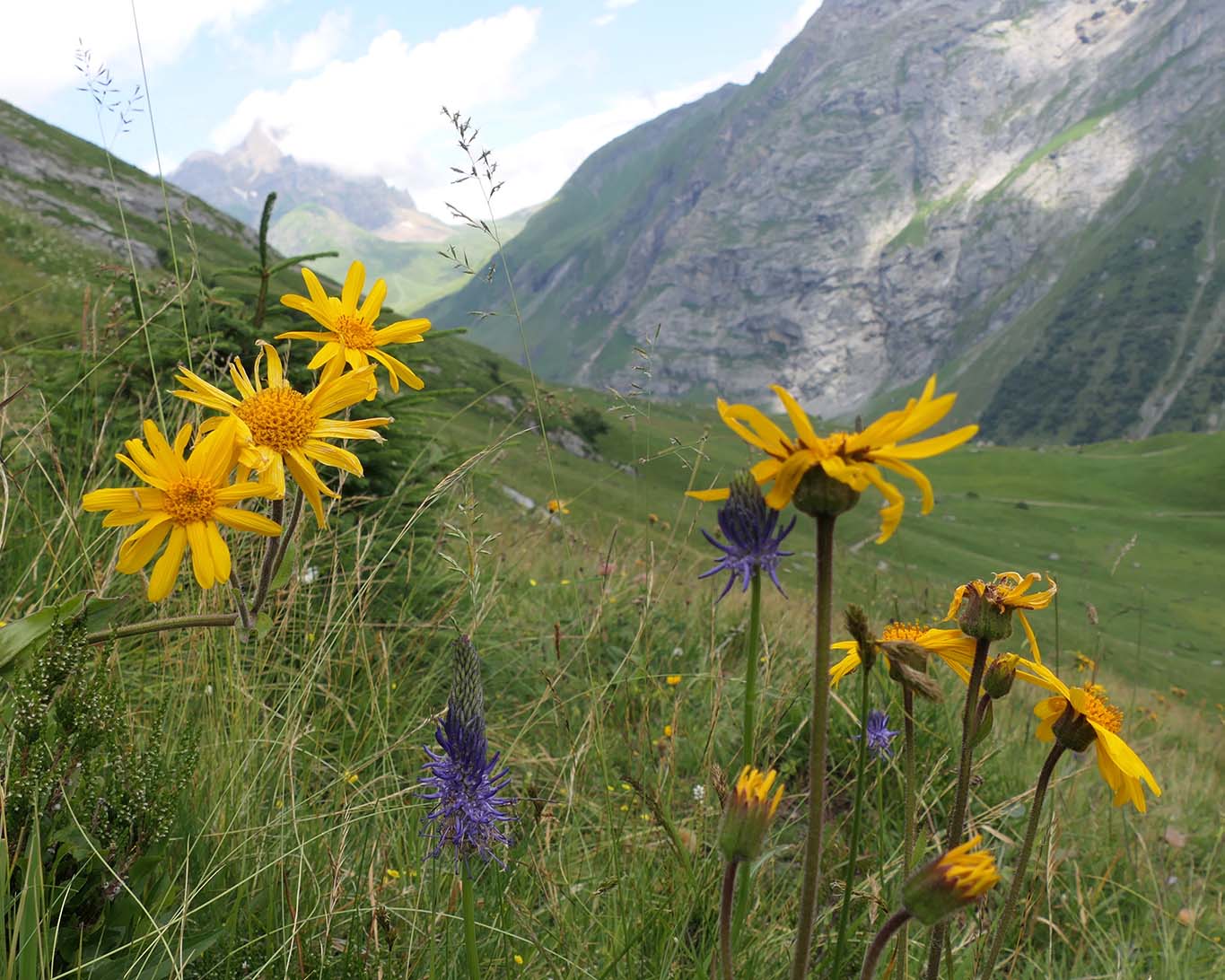 Die geschützte Arnika oder das Beerwohl-Verleih wächst bevorzzugt auf alpinen Wiesen und Almen. Diese schönen Exemplare fanden sich in den Bergen rings ums Schweizer Engelberg.