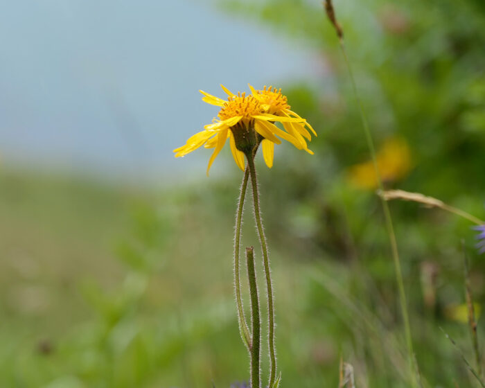 wertvolle sonnengelbe Blüten der Arnika enthalten wirksame Wirkstoffe für Sportverletzungen.