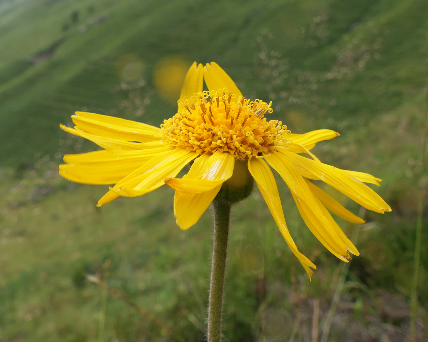 Sportler erkennen die Salben und Zubereitungen der Arnika bereits am Geruch. Die Arnica montana ist bei Prellungen und Verstauchungen sehr hilfreich.