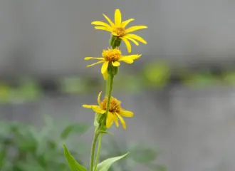 Arnika montana im botanischen Garten Innsbruck in der alpenländischen Abteilung.