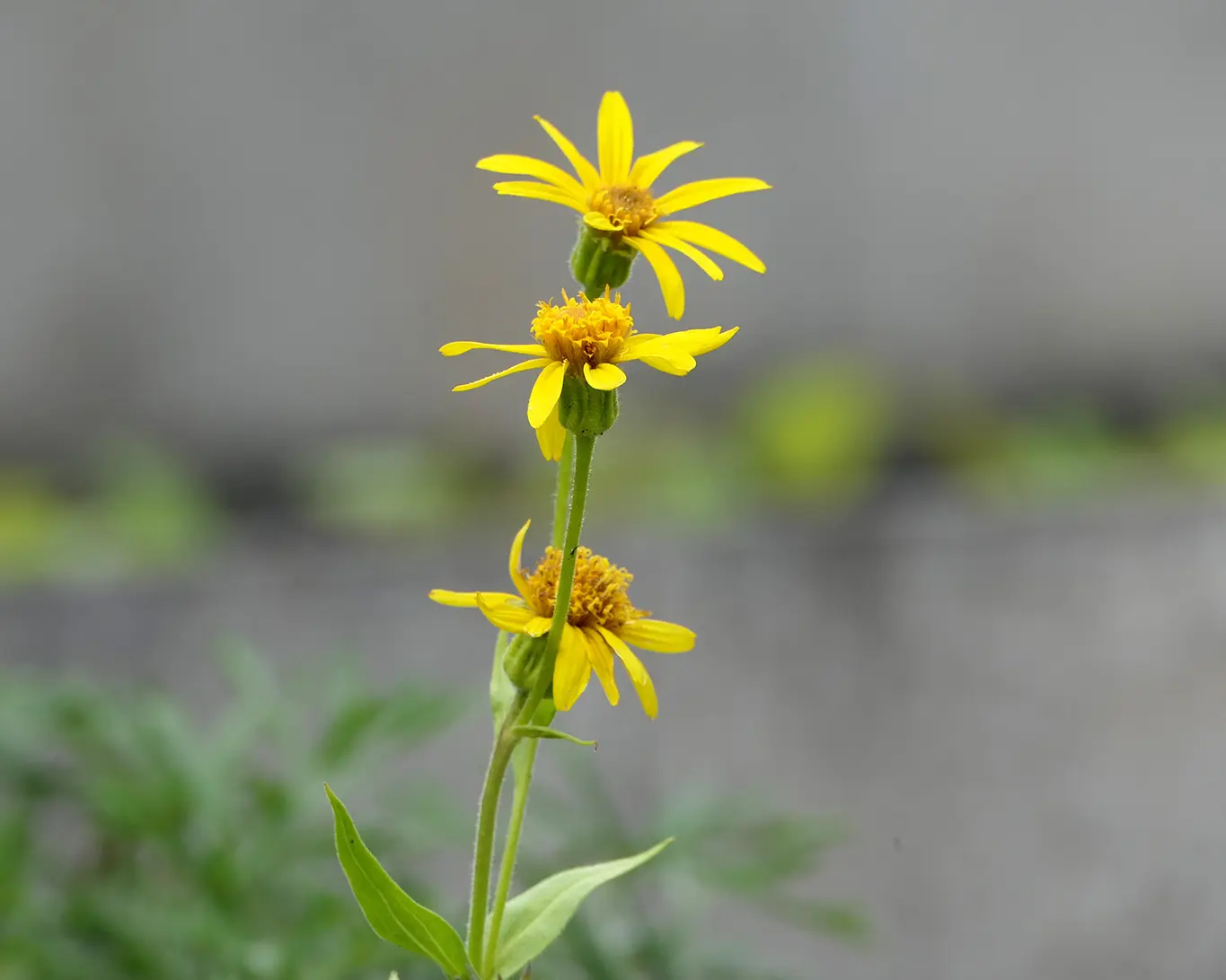 Arnika montana im botanischen Garten Innsbruck in der alpenländischen Abteilung.