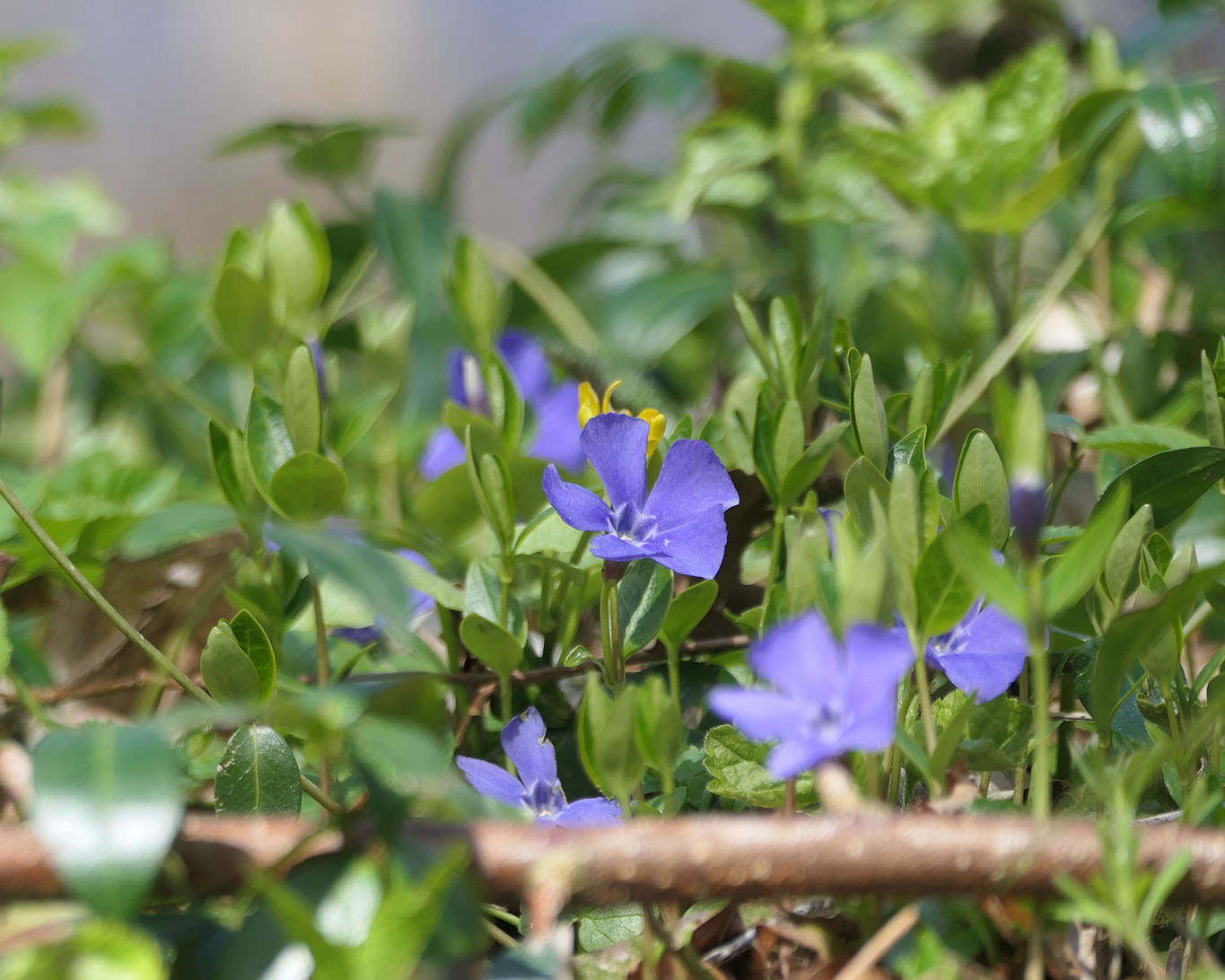 Immergrün (Vinca minor) ist eine der Frühblüher aus der Familie der Hundsgiftgewächse. Sie sind giftig und nicht für Heilzwecke geeignet!