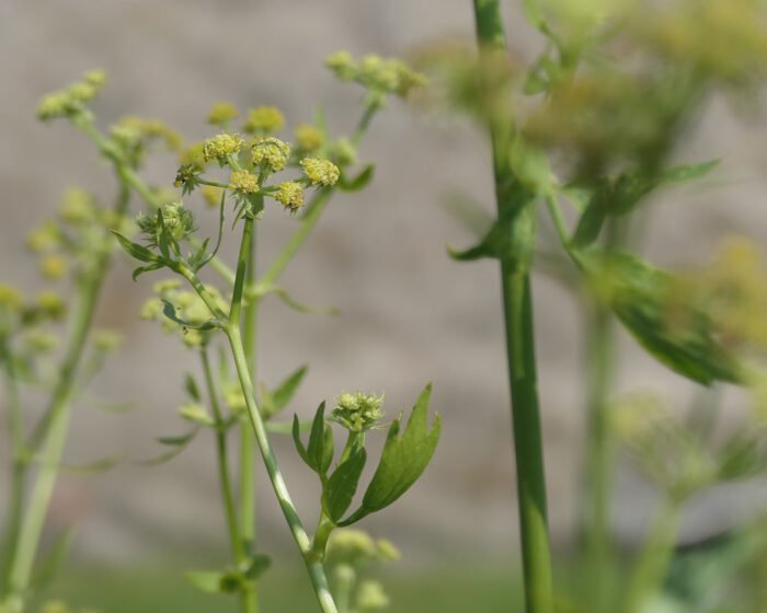 Blühender Liebstöckel mit kleinen Blättern im Klostergarten zu Reichenau.