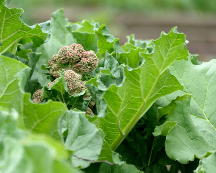 Blühender Rhababer findet kaum Beachtung, seine Stengel für die Küche und die Wurzeln für die Verdauung schon.