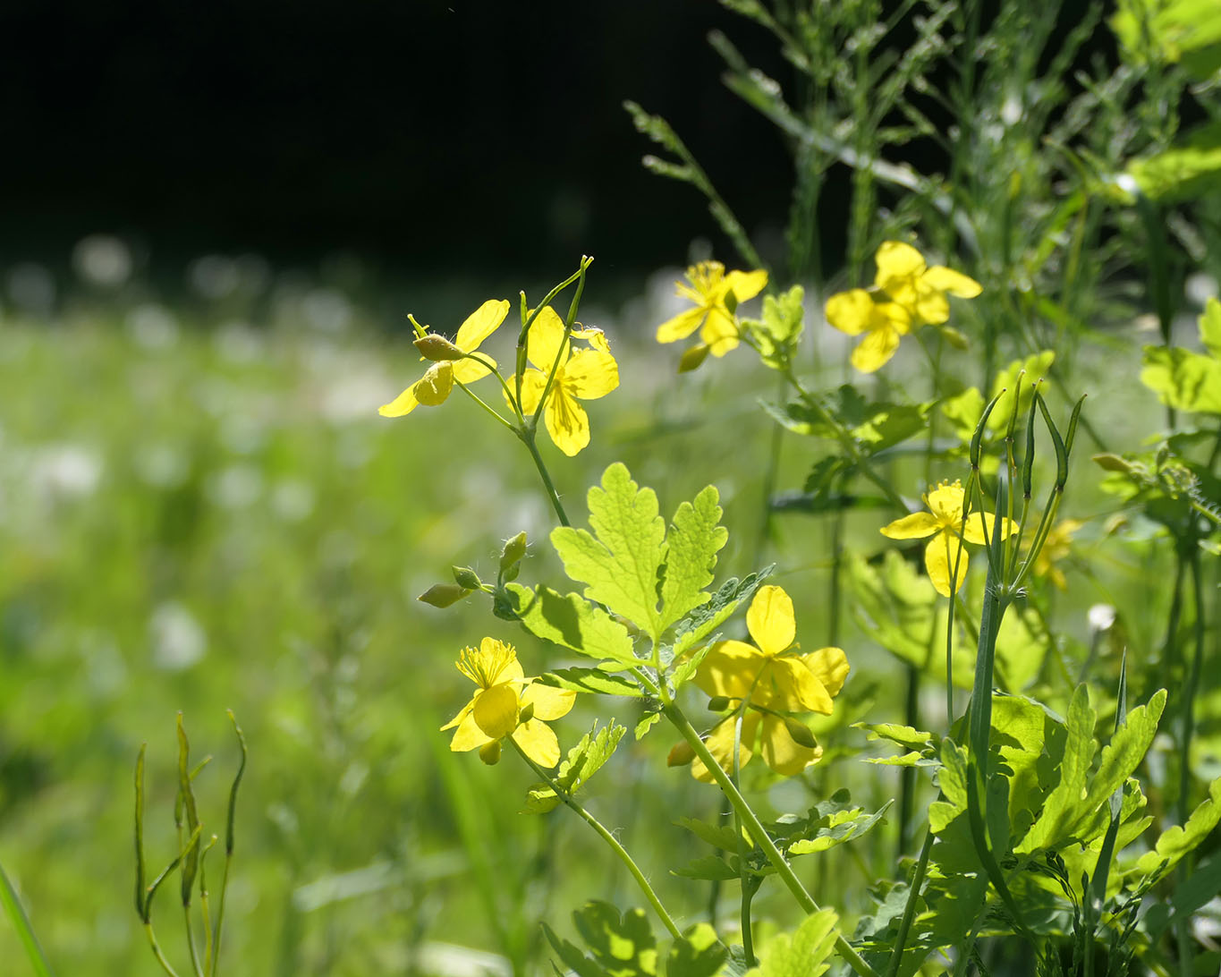 Schöllkraut auf den blühenden Wiesen des Piemonts an einen sonnigen Tag im Mai.