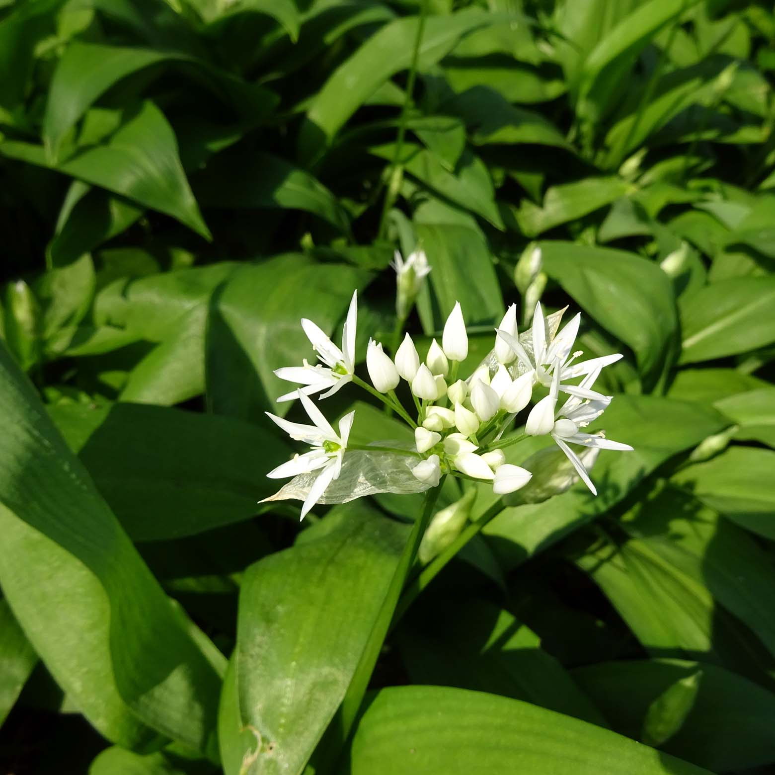 Blüte und Blätter vom Bärlauch