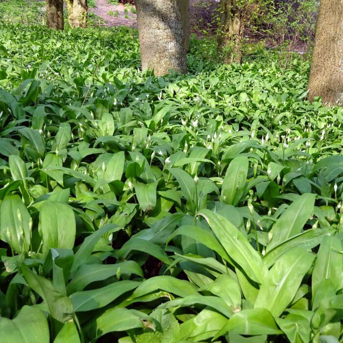 Bärlauchfeld im Laubwald