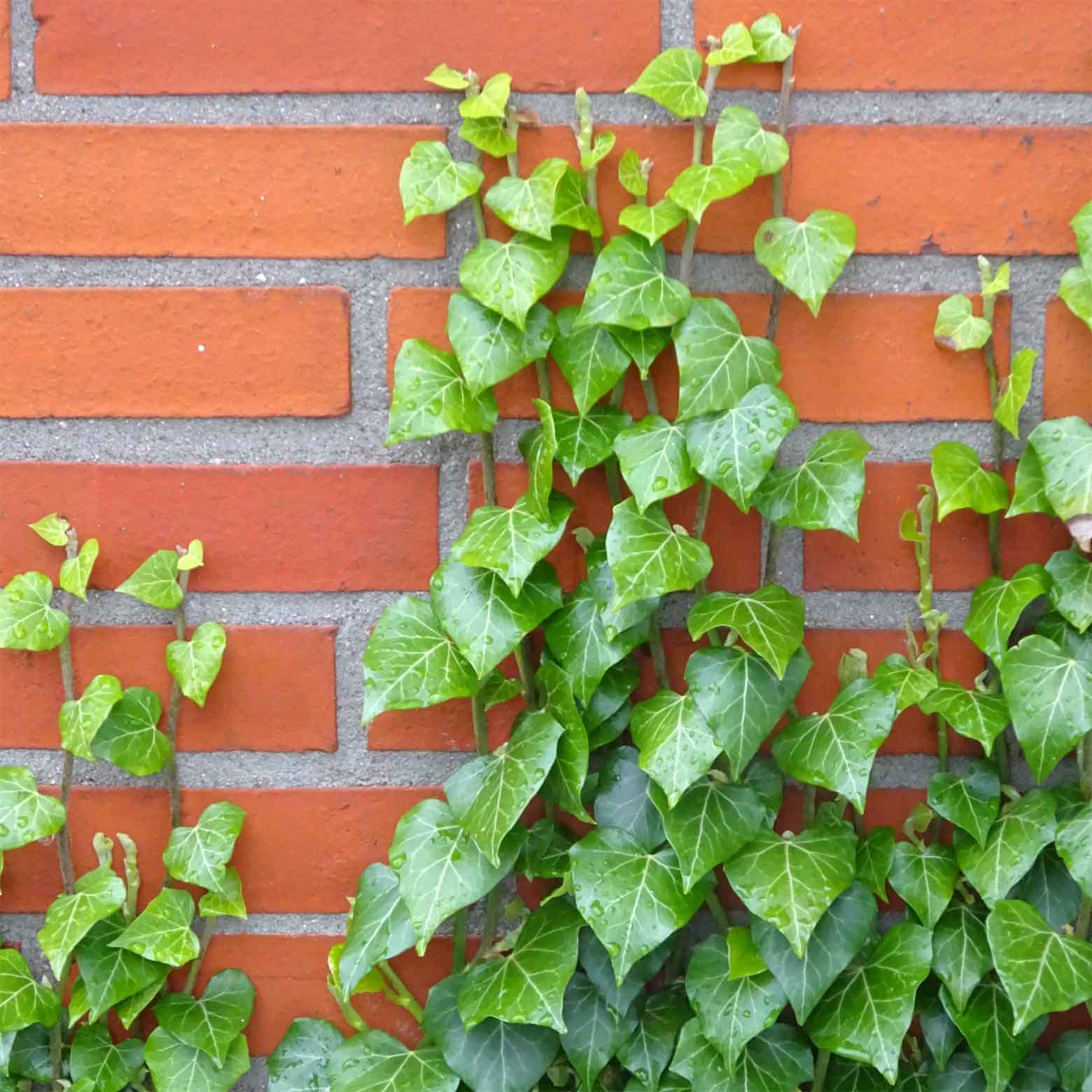 Rankender Efeu an einer Hauswand