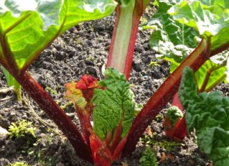 Blätter und Stengel des Garten-Rhababer