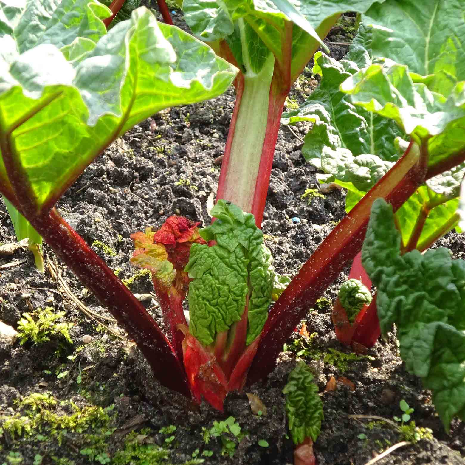 Blätter und Stengel des Garten-Rhababer