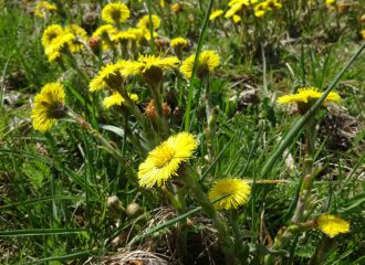 Auf kargen Wiesen wuchernde Huflattichblüten