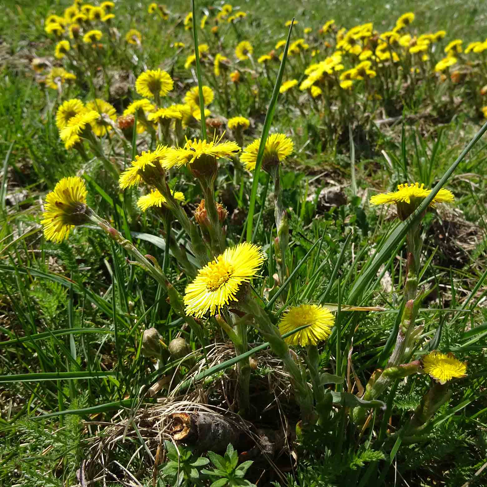 Auf kargen Wiesen wuchernde Huflattichblüten