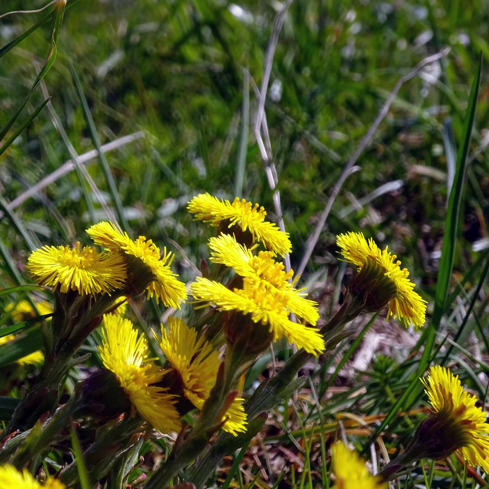 Huflattich – Blüten gegen Husten