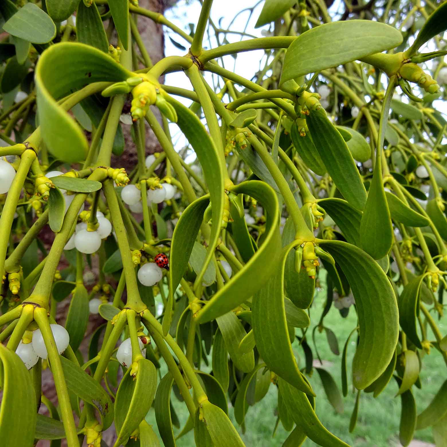 Mistelzweige am Birnbaum haben nach Hildegard von Bingen die grösste Heilkraft.