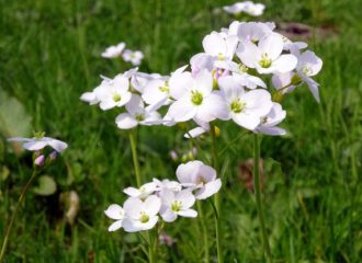 Wiesenschaumkraut