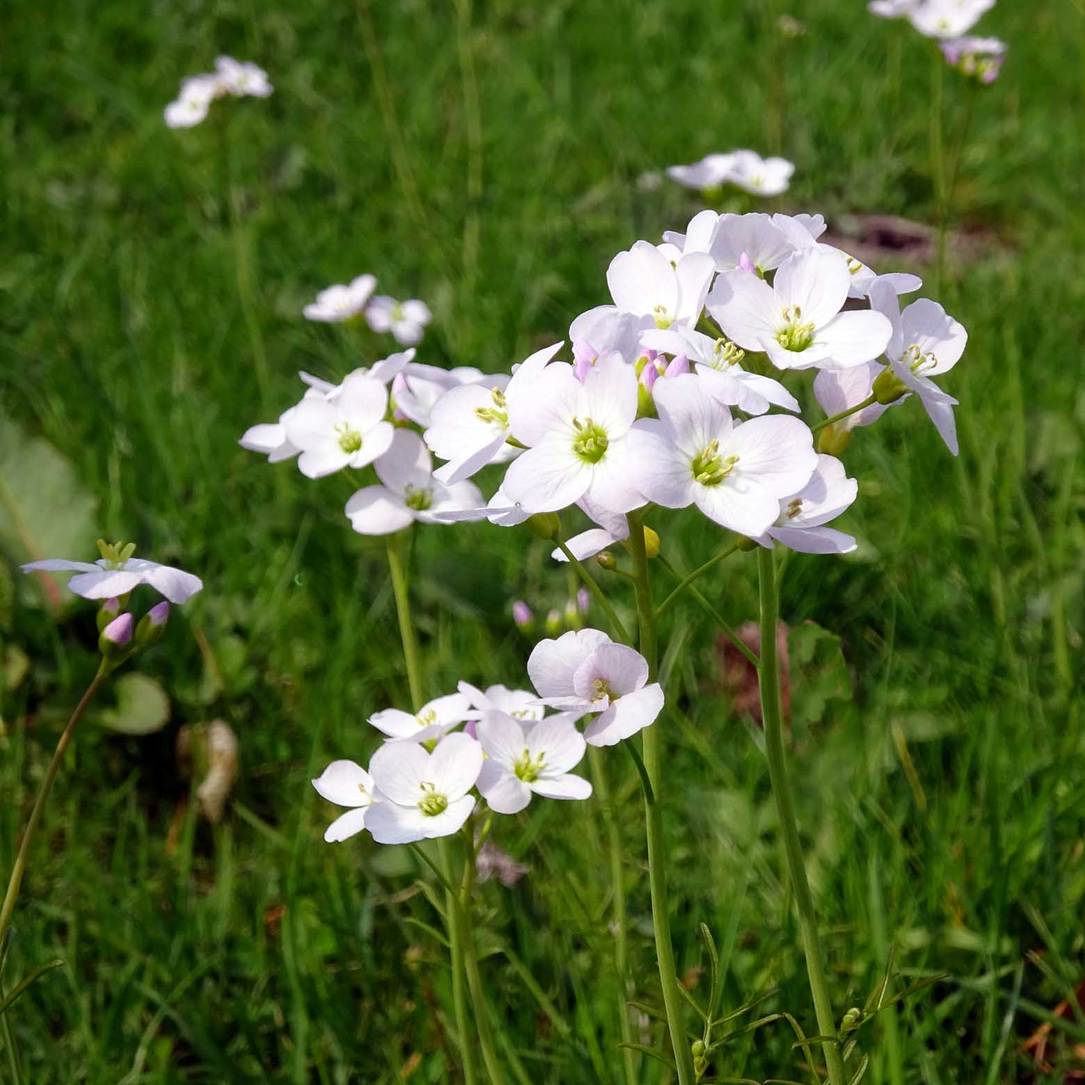 Wiesenschaumkraut