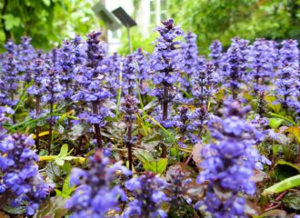 Kriechender Günsel im De Hortus von Amsterdam