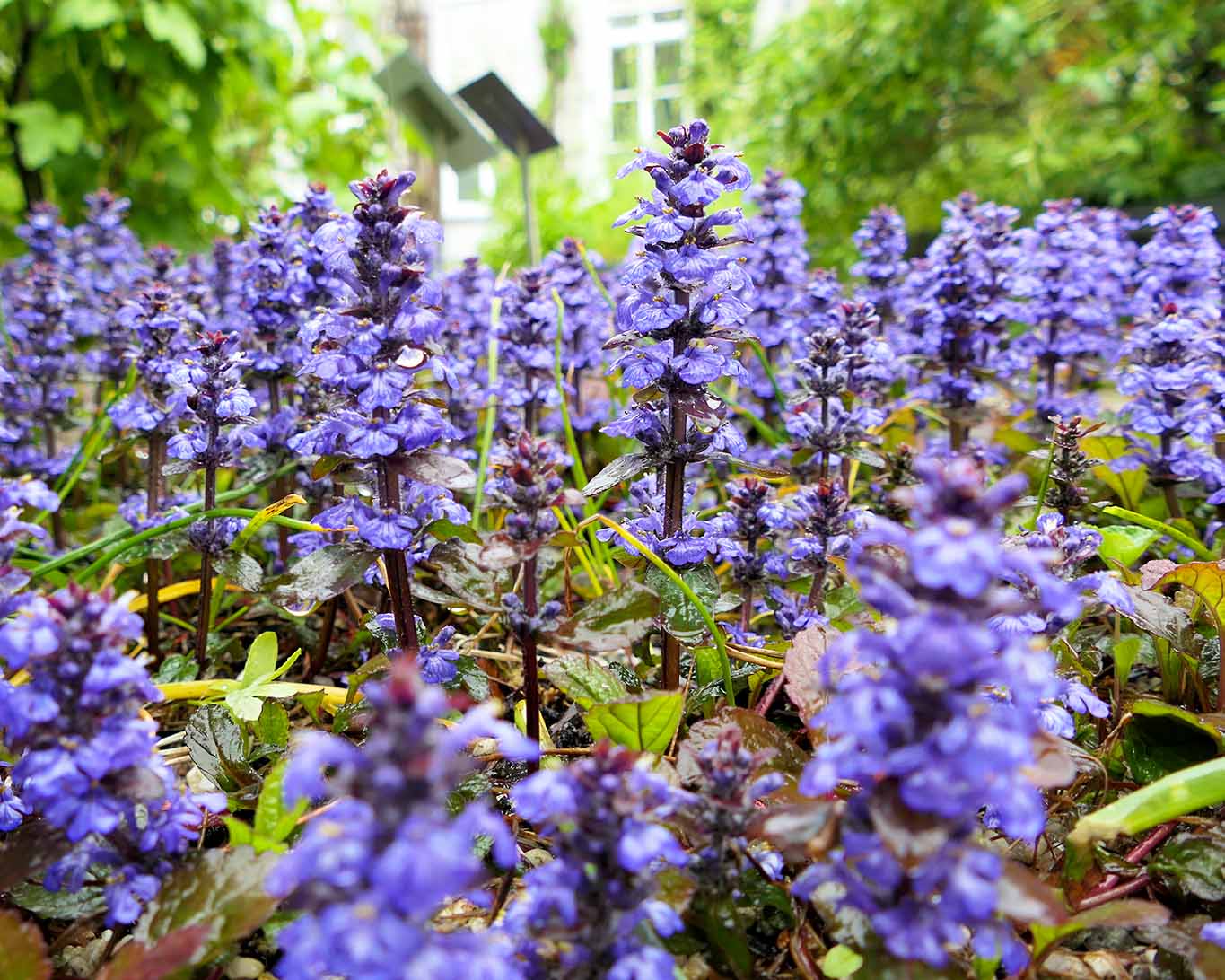 Kriechender Günsel im De Hortus von Amsterdam