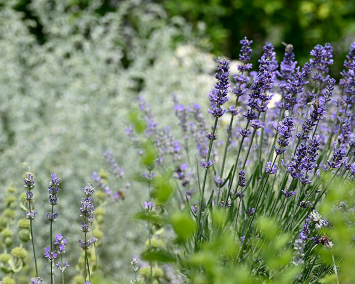 Lavendel und Wermut in einer gewagten gärtnerischen Kombination, die dem optischen Winkel der Betrachtung geschuldet ist.