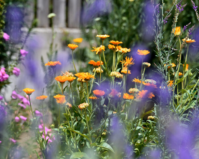 Bauerngarten meets Kräutergarten im Erinnerungsgarten an den Kräuterpfarrer Kneipp in Ottobeuren.