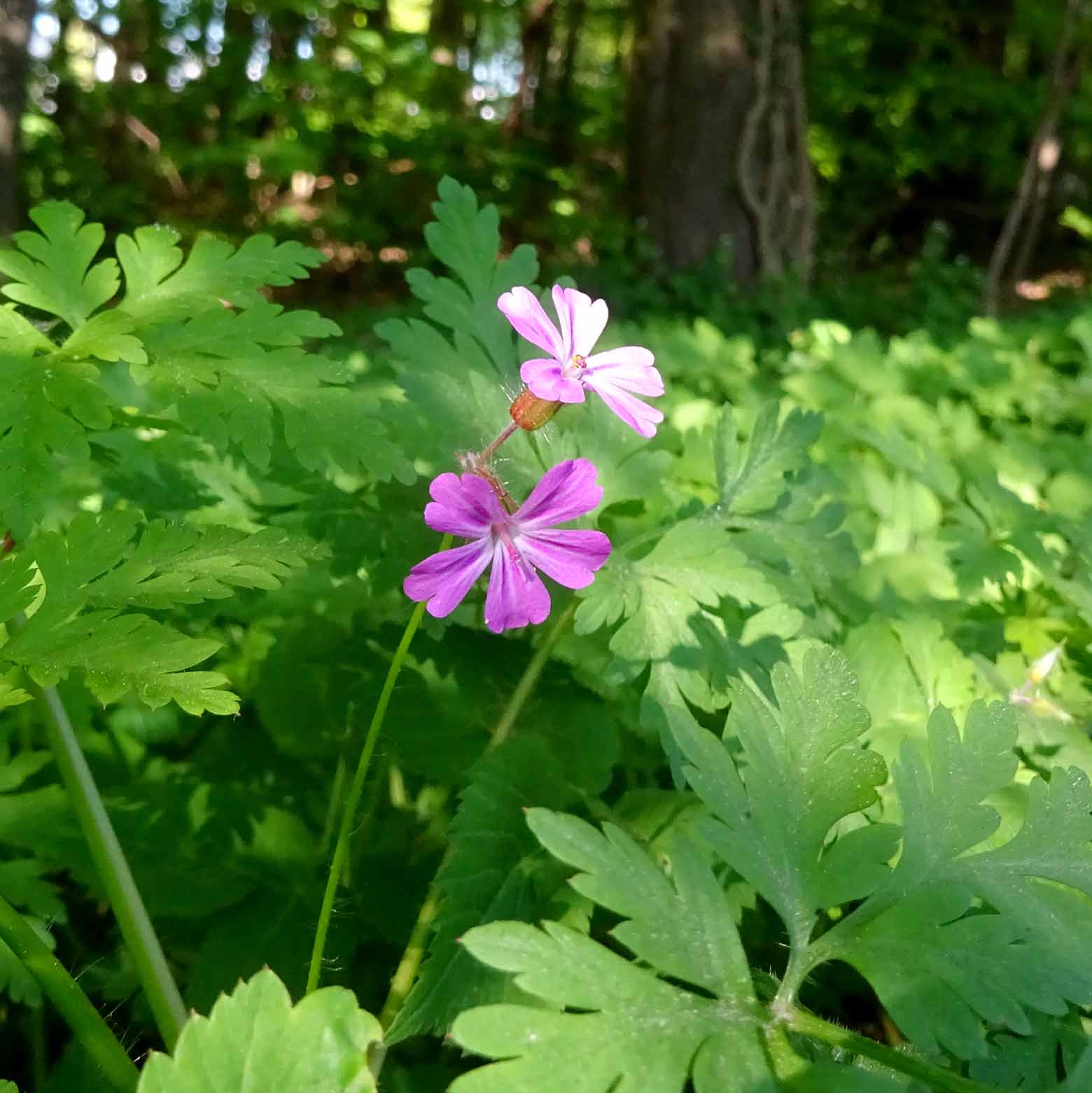 Stinkender Storchenschnabel – altbewährtes Verhütungsmittel