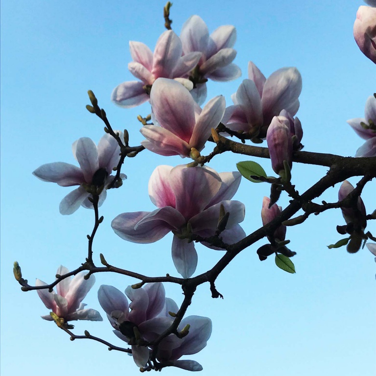 Magnolienblüten sind eine Hochfest fürs Auge im Frühling