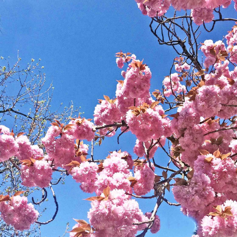 Mandelblüten im Schulgarten zu Lübeck