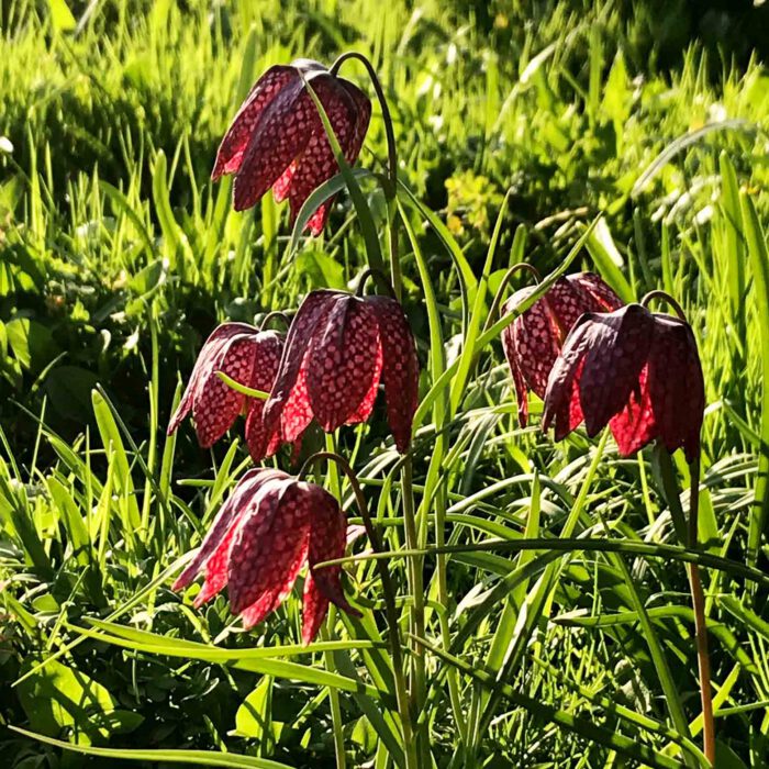 Auf einer Wiese im Schulgarten zu Lübekck: Schachbrettblume