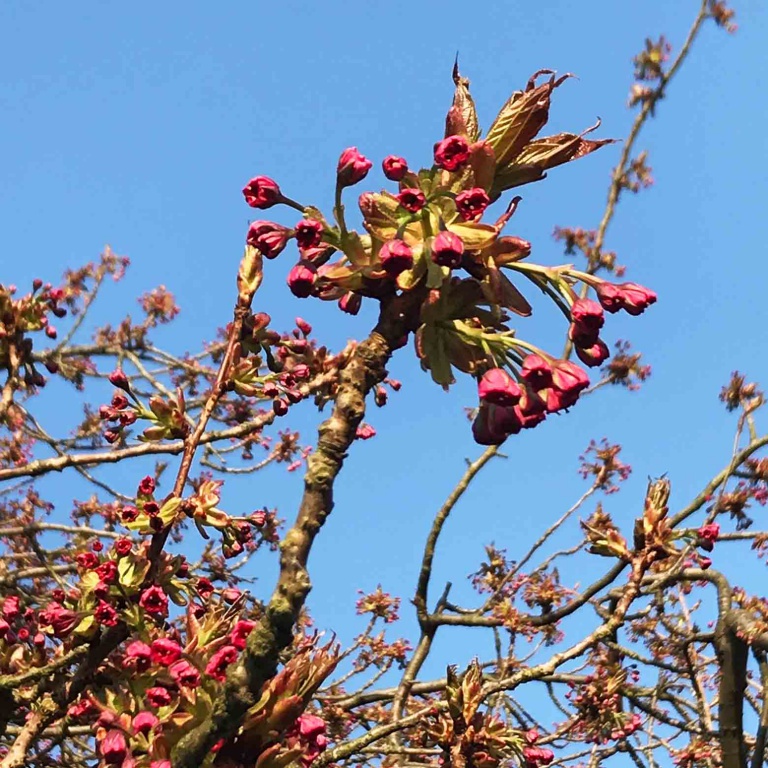 Zweige eine blühenden Zierkirschenbaumes im Schulgarten zu Lübeck