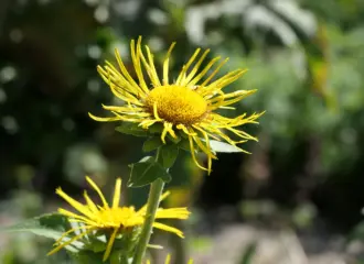 Echter Alant (Inula helenium) im Klostergarten von Benediktbeuern als Vertreter für die Heilmittel bei Beschwerden in der Brust.