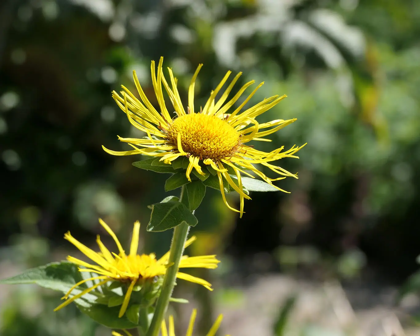 Echter Alant (Inula helenium) im Klostergarten von Benediktbeuern als Vertreter für die Heilmittel bei Beschwerden in der Brust.