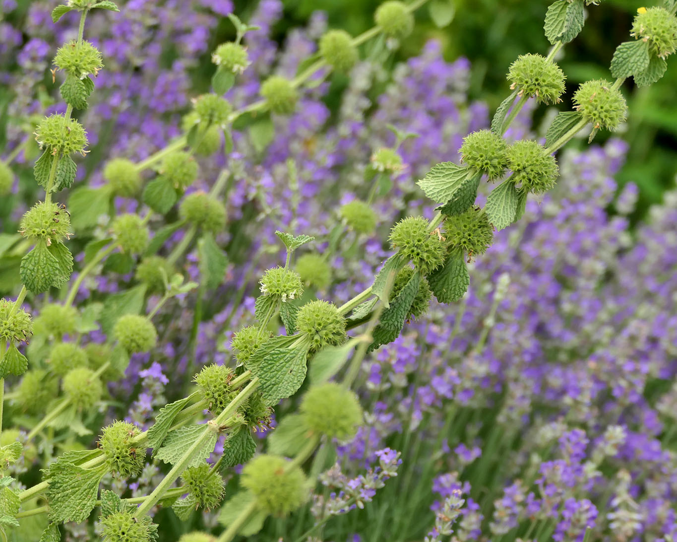 Andorn vor Lavendel im Kräutergarten in Cluny.