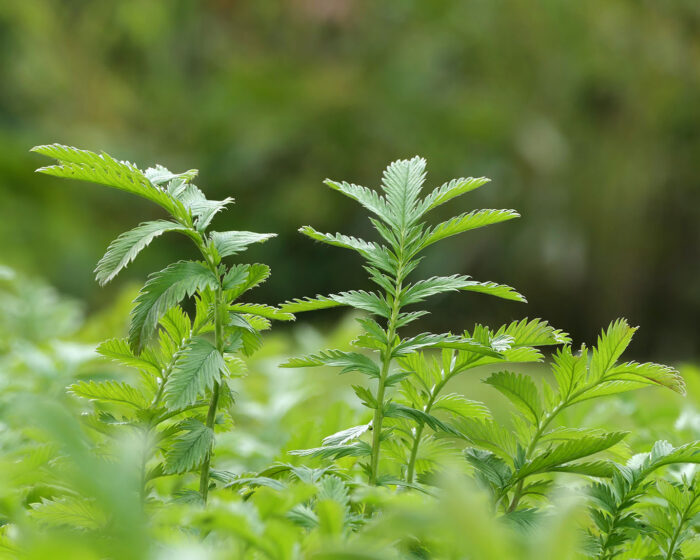 Gänsefingerkraut im Garten der Fakultät Phamazie der TU Braunschweig.