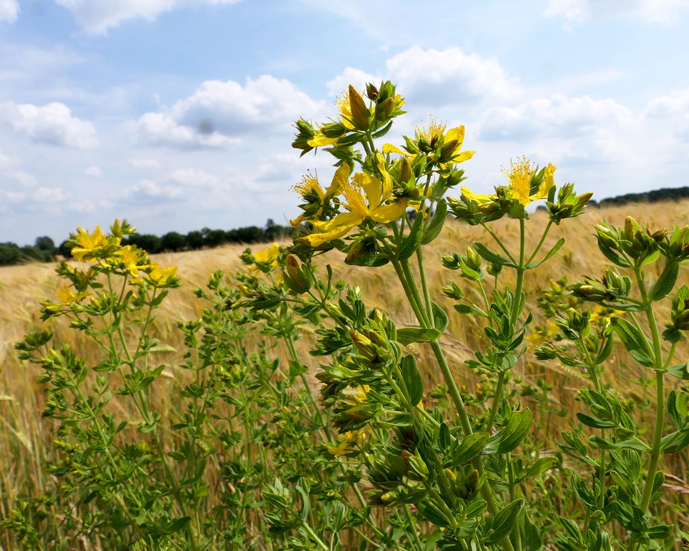 Bedeutungsvoll sind die kurzen Nächte zur Jahresmitte. Wahre Sonnensegel sind die Blüten des Johanniskrauts.