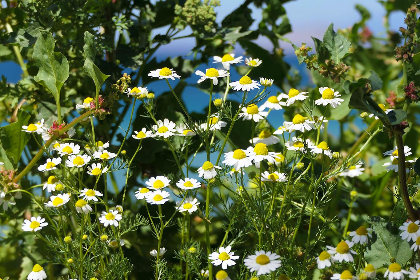 Kamillenblüten sind die wahren Sonnenfänger. Ohne Licht entwickelns sie nicht ihre intensiven ätherischen Öle.