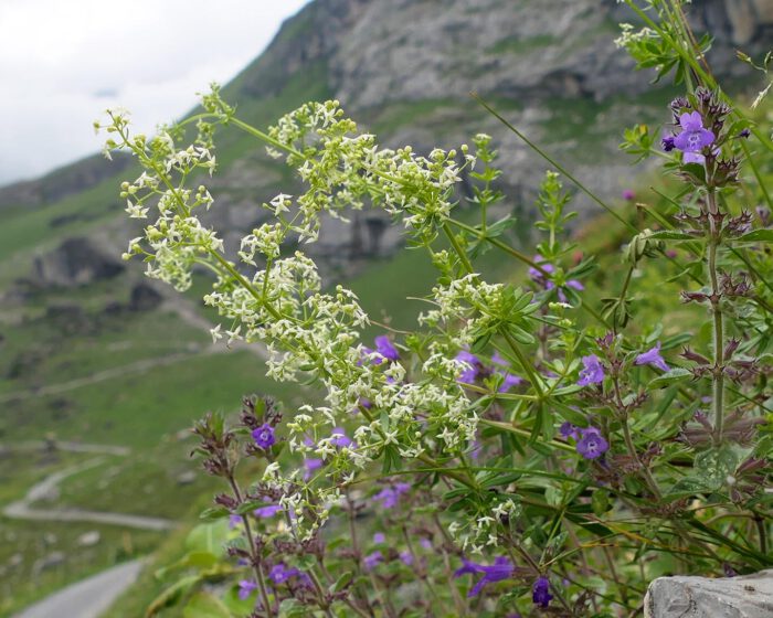 Klettenlabkraut auf der Schweizer Fürenalp im Frühsommer blühend mit weissen Blütensternen.