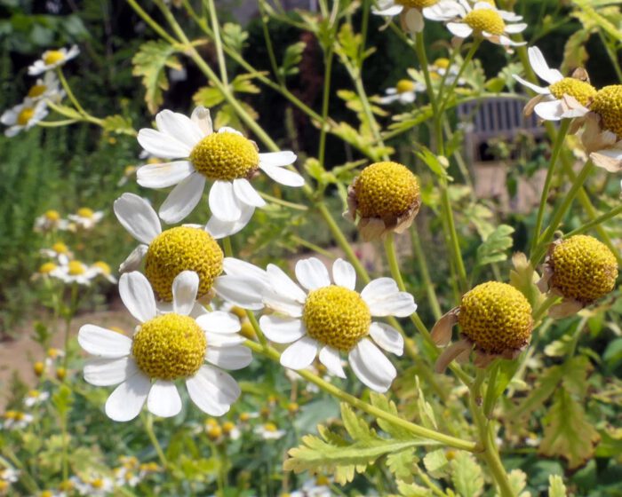 Blühendes Mutterkraut sonnt sich fröhlich unter dem woken Sommerhimmel am Morgen.