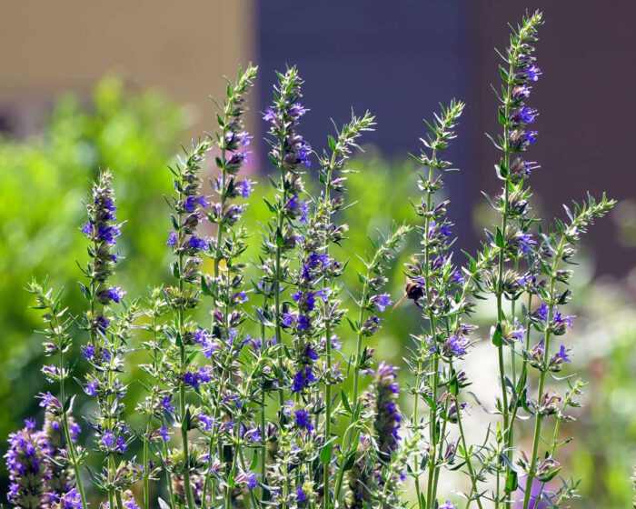 Intensiv blau blüht der Ysop an langen verholzenden Zweigen und ist eine Insektenweide.