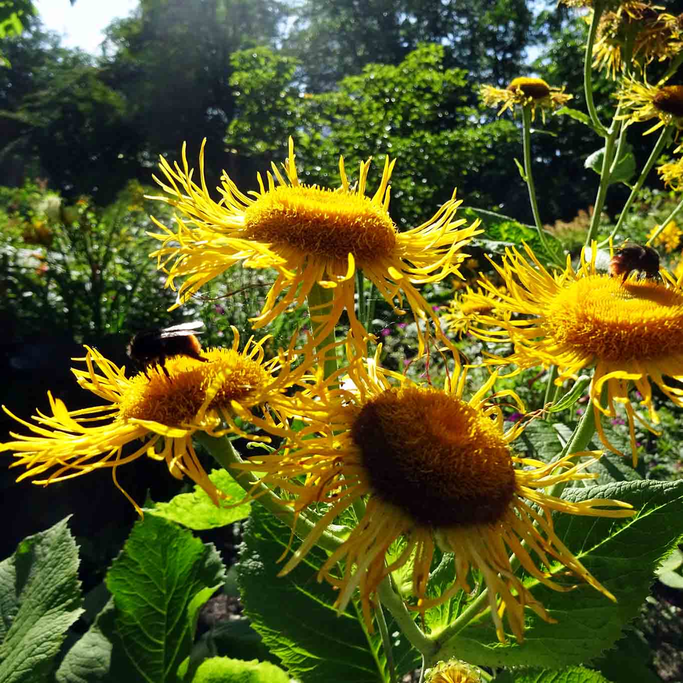 HeilpflanzenAlphabet I Wiesenwohl
