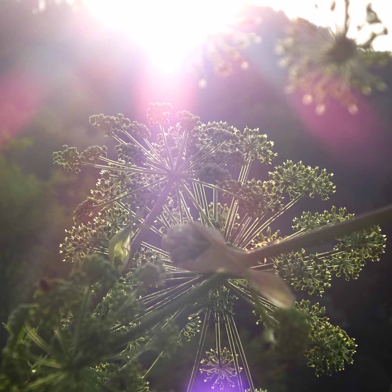 Blütenstand der Angelica im Gegenlicht