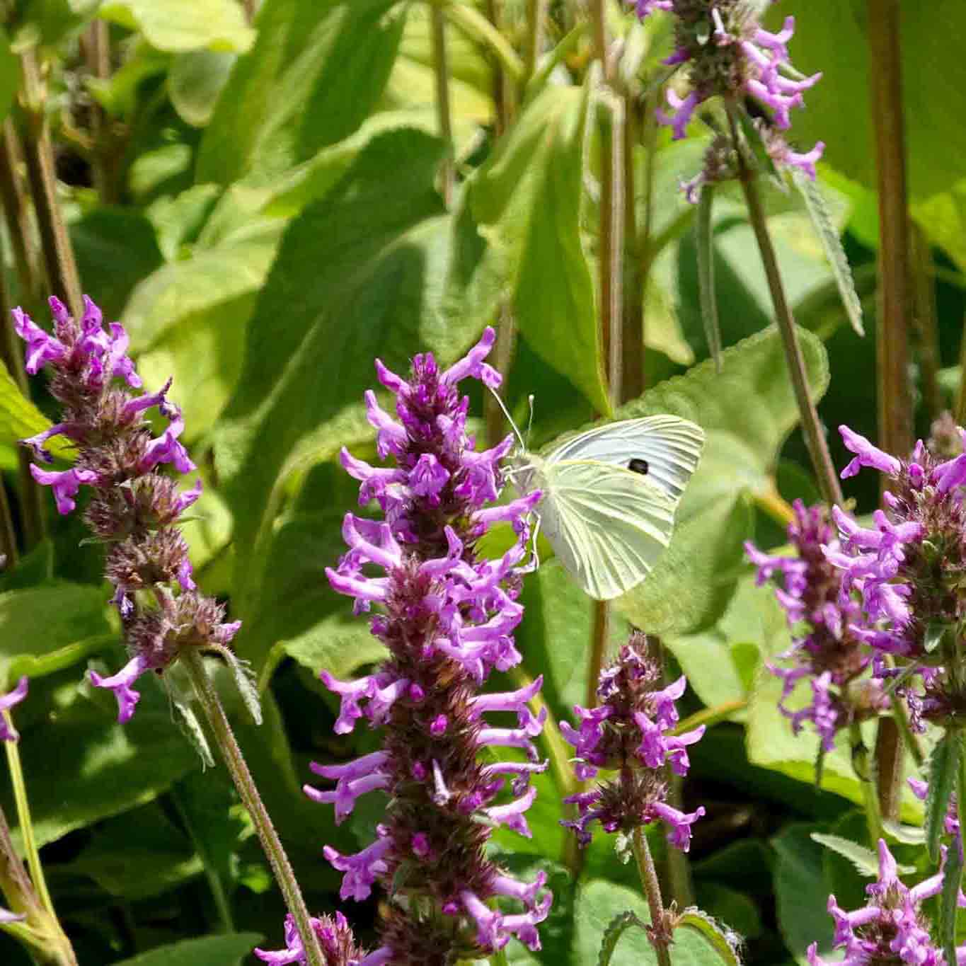 Betonien, Amulettkraut oder Heilziest sind prächtige Nahrungsquellen für Insekten.