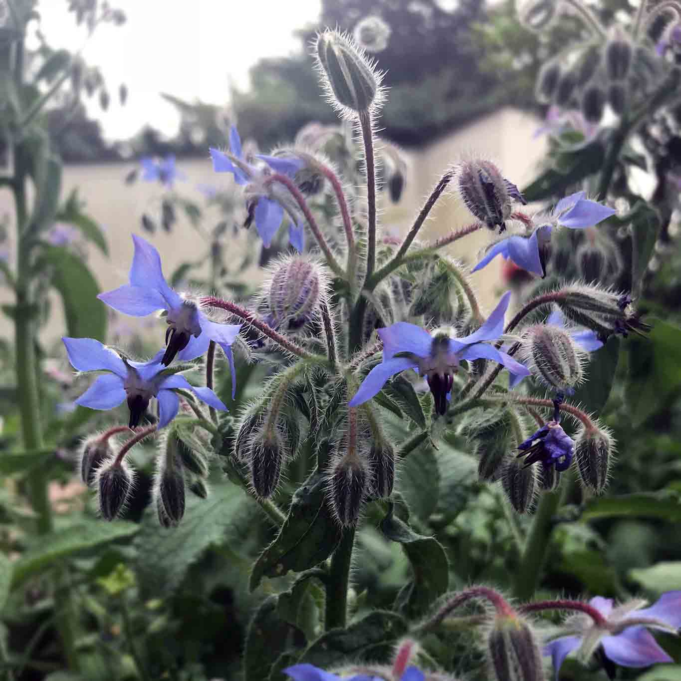 Boretsch das siebte Kraut Wiesenwohl