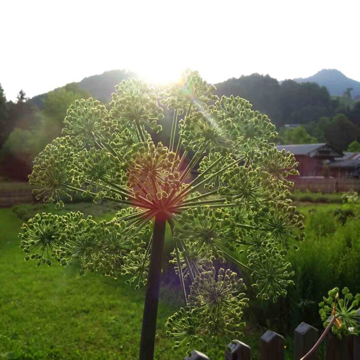 Die Morgensonne streift die Blüten des Engelswurzes.