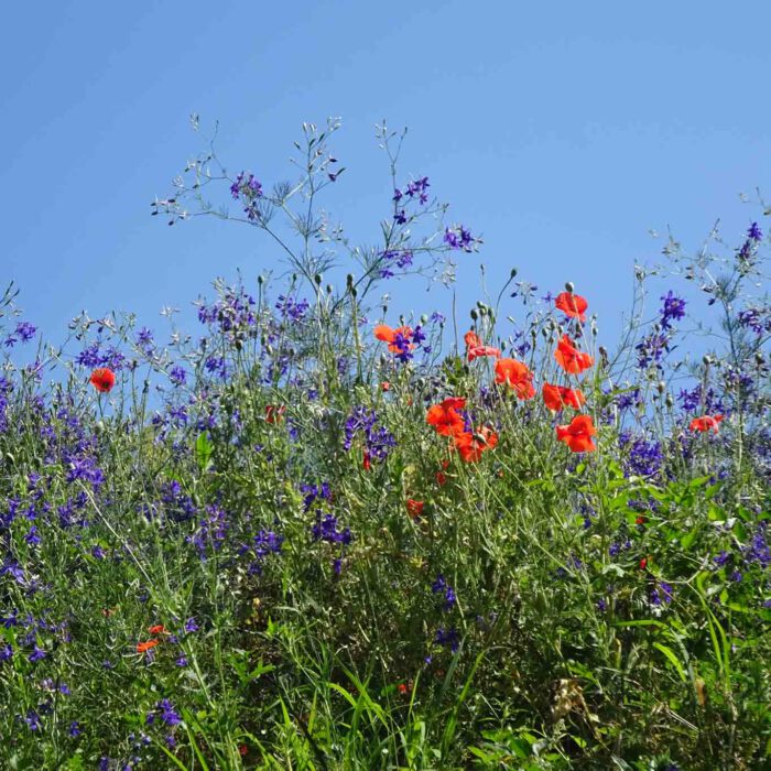 Feld mit Akelei und Mohnblumen