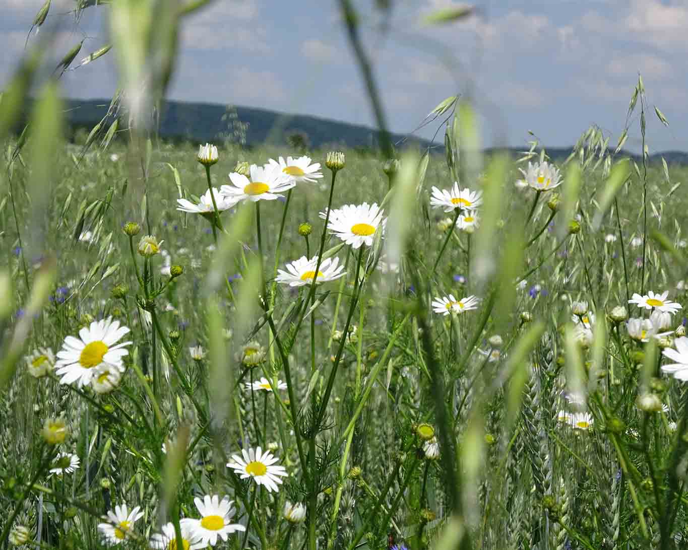 Hundskamille im Getreidefeld