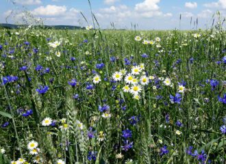 Echte Kamille auf einem Feld in biologischer Landwirtschaft.
