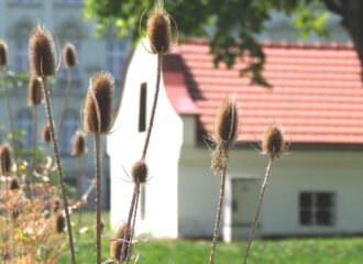 Karden im Klostergarten des Benediktiner-Stifts Kremsmünster