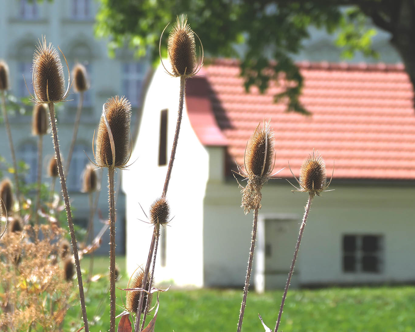 Karden im Klostergarten des Benediktiner-Stifts Kremsmünster
