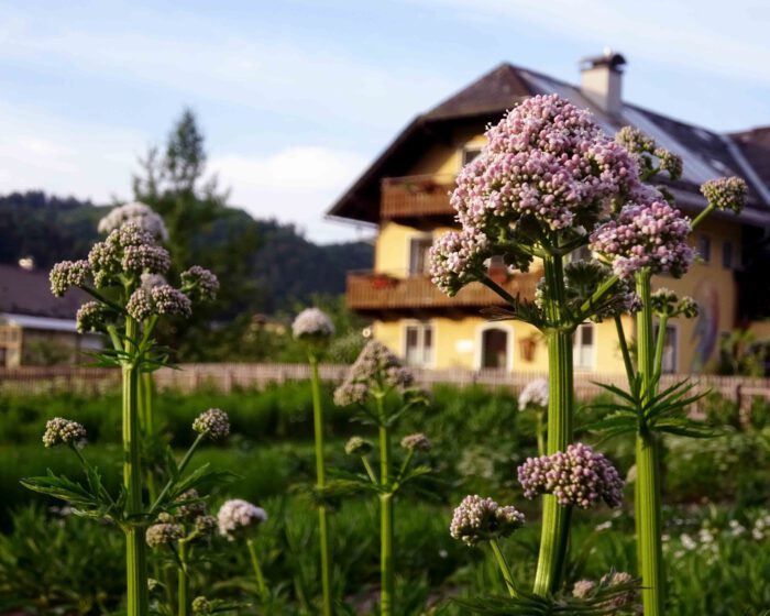 Die beruhigende Heilpflanze Baldrian wird im Kräutergarten des Klosters angebaut.